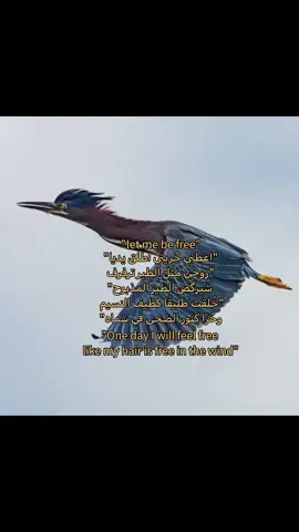 #الطير #ام_كلثوم #ر #م #M 