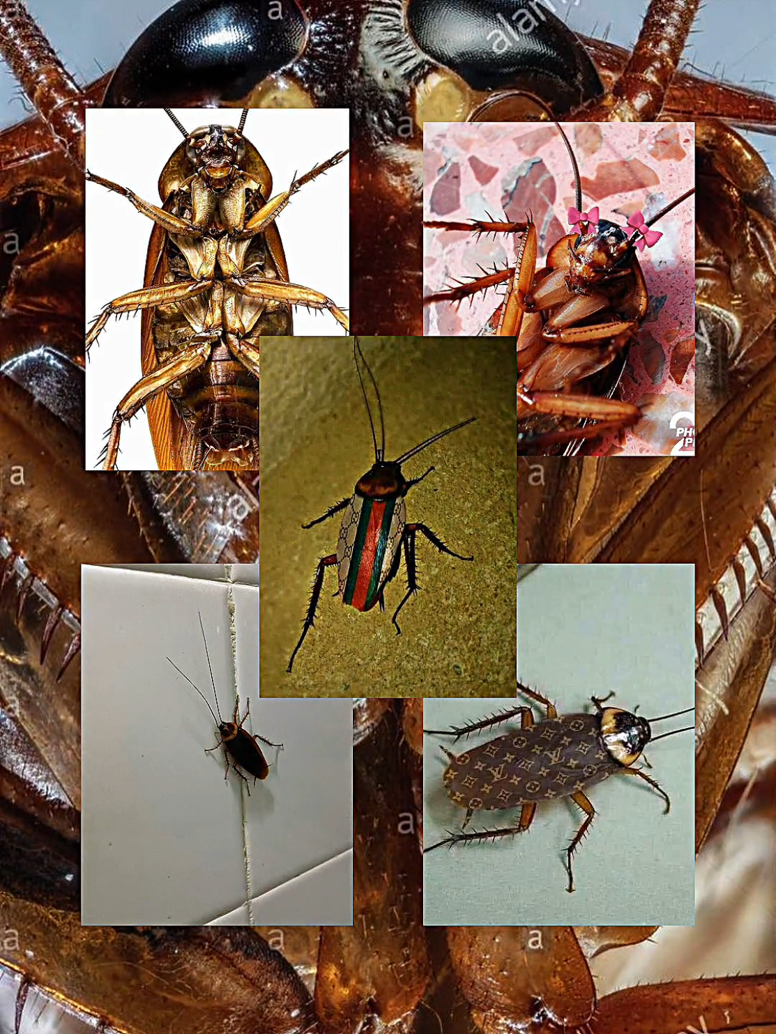 #CapCut disgusting shyt 🙄🤢#cockroach #disgusting #animal #ew 