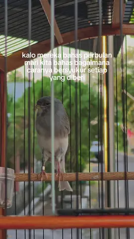 😇 #kenari #kenarimaniaindonesia #kenarimania #kenarigacor #kenariindonesia #kenariprospek #kicau #kicaumania #kicaumaniaindonesia #fyp #fypシ゚ #fypdong 