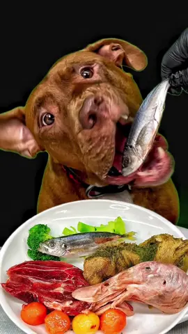 ピットブルのごはん 🍖お肉はこちらで購入してます👇 　　　　　　https://www.wan-mart.com/ #ASMR #rawfeeding #犬の食事  @BounceThePitbullﾊﾞｳﾝｽﾁｬﾝﾈﾙ🇯🇵 