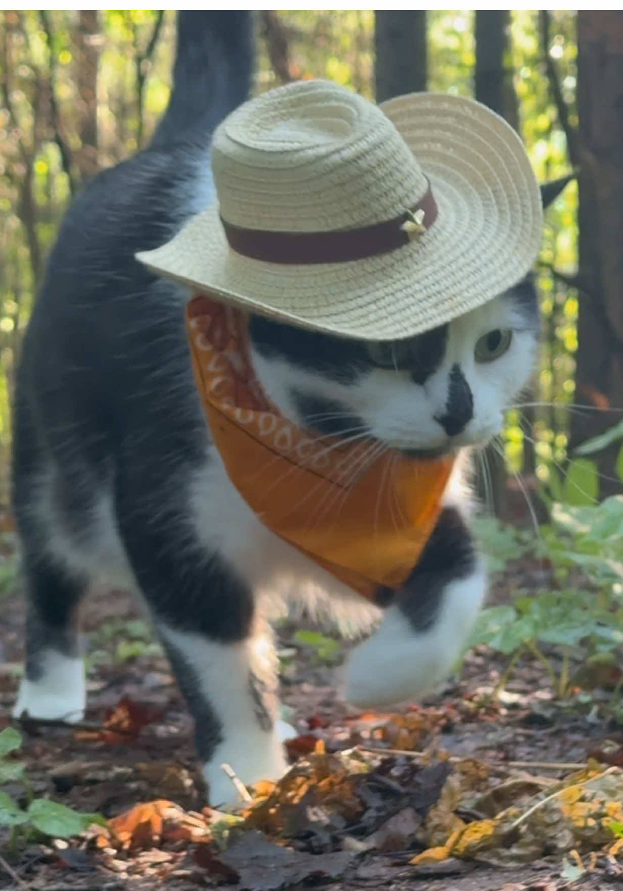 Meowdy purrtners. Lots to inspect today and not much was up to standard since the cedar grove was still slightly wet from a storm the previous night 🧐  If you’re a fan of Jack Spicer’s kitty cat cowboy content please consider being a real cowpoke and subscribing to his Patreon linked in bio 😊 everything helps ❤️  #cat #cats #catlover #kittycat #catlife #cattok #funnycat #catmeow #catwalk #catsoftiktok #catwalks #cutecat #kitty #catlovers 