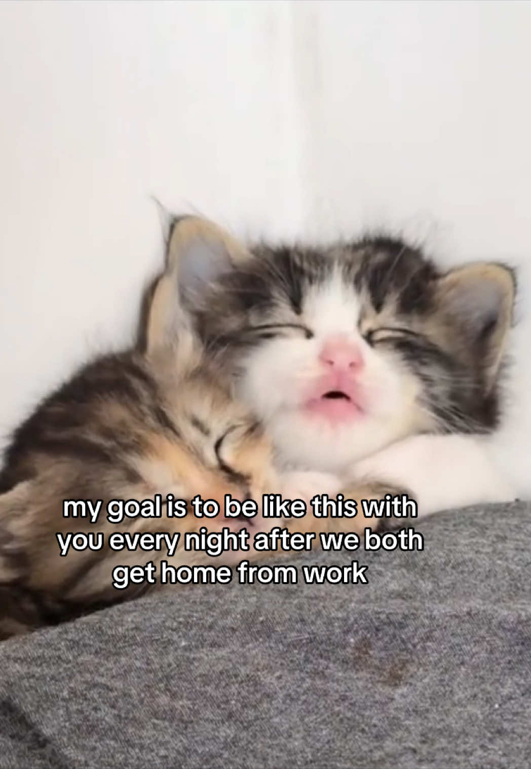 #catsoftiktok #catmeme #Relationship #sillycat #relationshipmemes #couplecomedy #relatable 