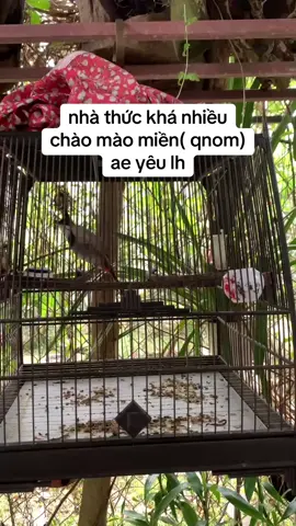 @lê thức @lê thức già làng #chaomaobaydau #chaomao #suhuong #chàomaohotđấu 