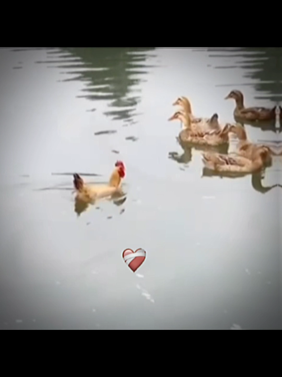 #ducksoftiktok #cuteduck #chicken #funny #explore #zxycba #cuteducksoftiktok #expert #fpyシ 