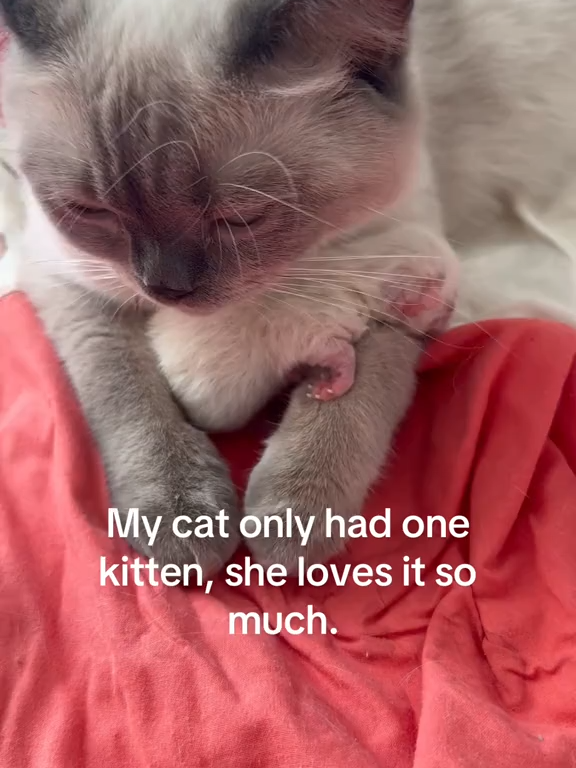 Someone is going to get all of the attention #AnimalSoftiktok #PetsofTikTok #CuteAnimals #FunnyAnimals #Pet #Animals #AnimalLovers #FYP #ForYou #Viral