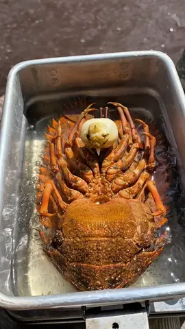 Masak lobster kipas mirip monster  #lobster #lobsterkipas #masak 