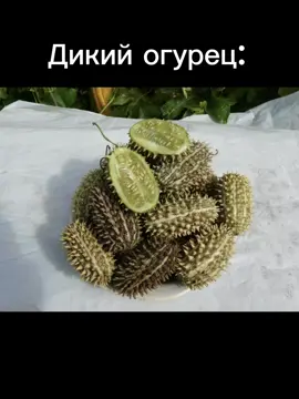 #дикийогурец #огурецсегодня #огурец #мем #ядуреюсэтойприморки😻 