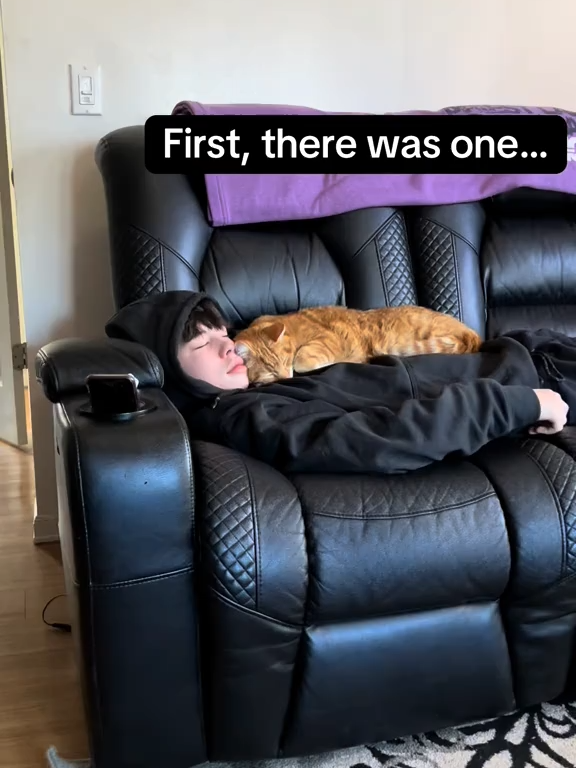I wonder who the favorite is in the house? #AnimalSoftiktok #PetsofTikTok #CuteAnimals #FunnyAnimals #Pet #Animals #AnimalLovers #FYP #ForYou #Viral
