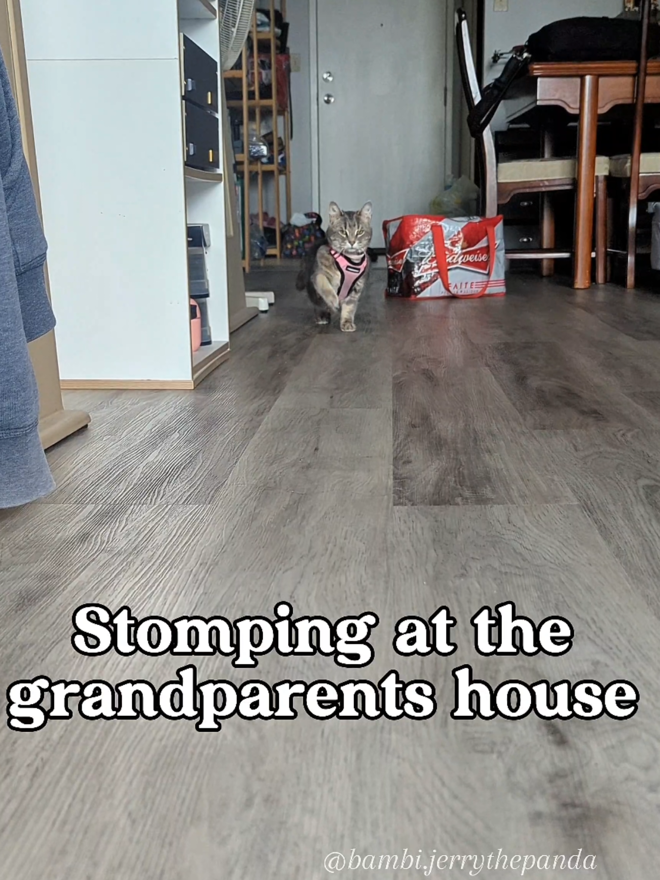 Weekend trip to Toronto to visit the grandparents. Bambi brought her signature stomp walk 🐾 #Bambi #CHCat #StompCat #Catwalk #ItGirl #TorontoVisit #Toronto #WeekendWithGrandparents 