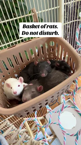 Their only plans today were lunch and this.  #ratsoftiktok #RopersRathaus #fyp #rattok #FredTheRat #babyrats 