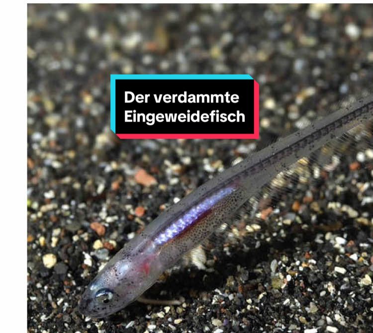 Der Untermieter der Hölle! Der Eingeweidefisch. #eingeweidefisch #ocean #meer #lustigetiere #wildetiere 