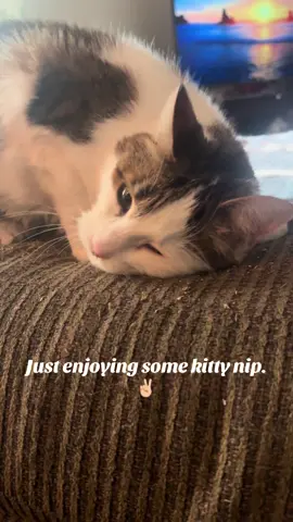 My girls. They love their cat nip. It's pretty enjoyable to watch! Lol.  #catsoftiktok #cats#catmomlife #catmomsoftiktok 