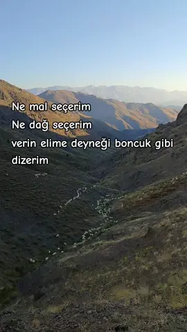 #kangalkoyunu #akkaramankoyunu🧿🧿🧿 #anadoluçobanköpeği #kagal 