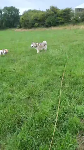 #play #puppylove #pup #devon #spin #grass 