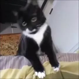 wobbly wiggly #fyp #cat #meme #traviscott 