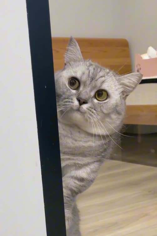 Happy cat 😺 #happy #funnyvideos #cute #catsoftiktok #cat #