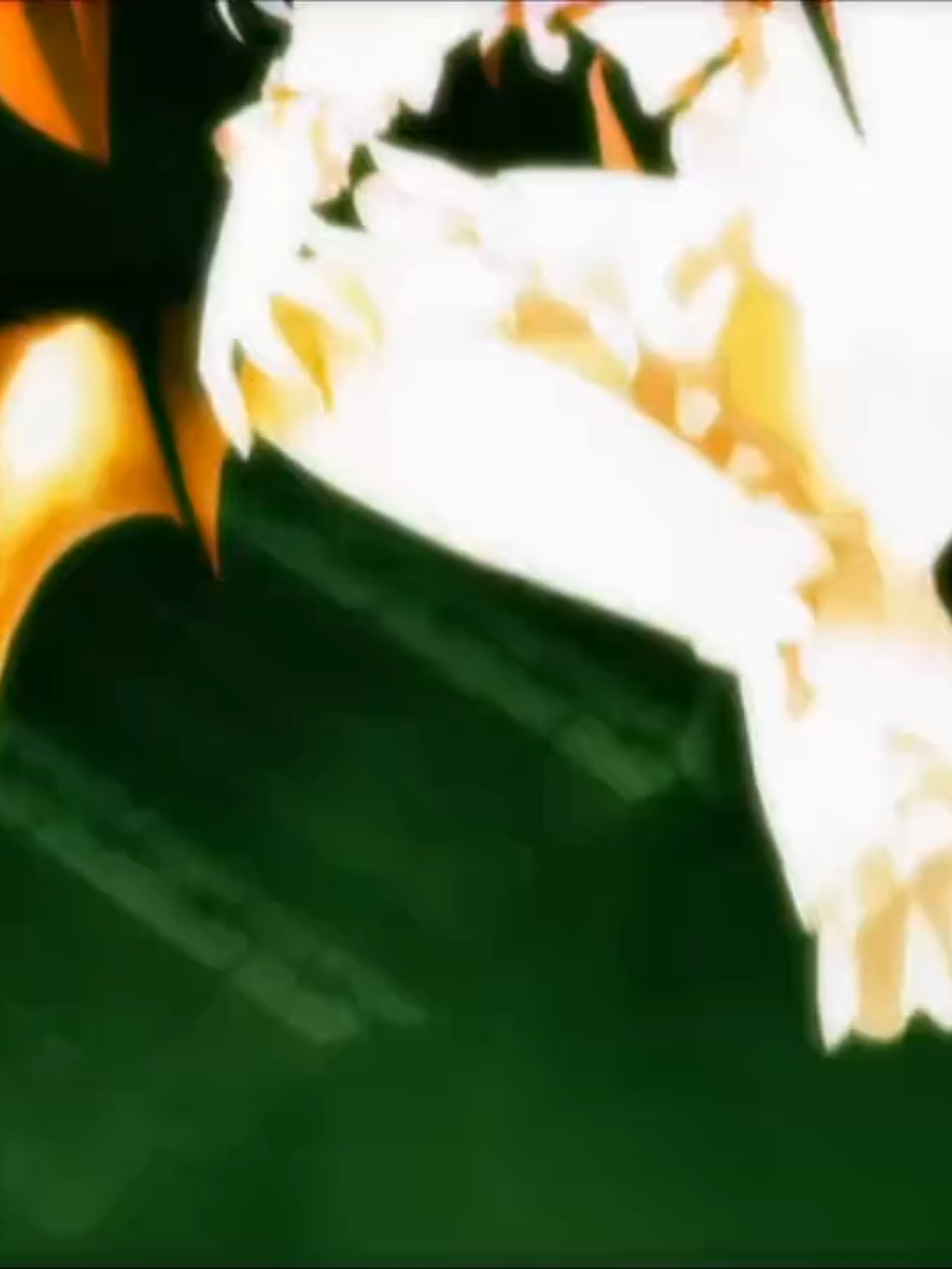 #touhou #remiliascarlet #flan