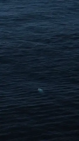 Dance of Whales #wonderfulocean 