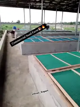 The intensive housing system of snail farming.  #snailfarming #AgriBusiness #SustainableAgriculture #oluzfarms #snailexpert 