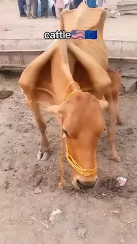 Cows in China💀. #veau#vache#mignon#chinatiktok#🇨🇳🇨🇳🇨🇳🇨🇳🇨🇳🇨🇳🇨🇳🇨🇳🇨🇳🇨🇳🇨🇳#usa#🇺🇸 