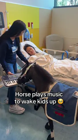 Best piano player ever 🥹❤️ #horse #children #piano #wholesome (via minitherapyhorses/IG)