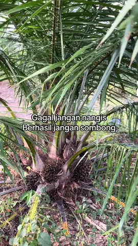 ingat kita hanya tanah yang diberi nyawa#storysawit #petanisawit #petanimuda #bossawit #kulibapak #fypシ゚ 