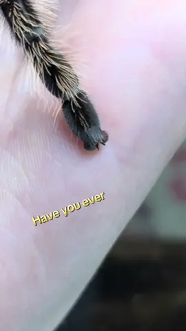 🥹😭 spood beans! - - - #tarantula #spider #insect #cute 