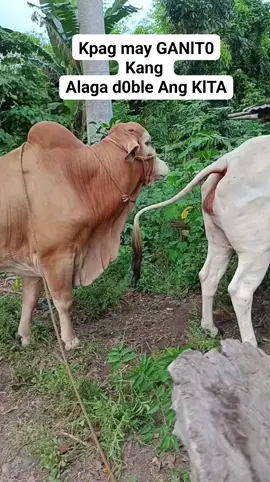 bull cow meeting 804 | #cowmeeting #foryou #pferdmeating #unfreezemyacount #bull bauernhofmeat 