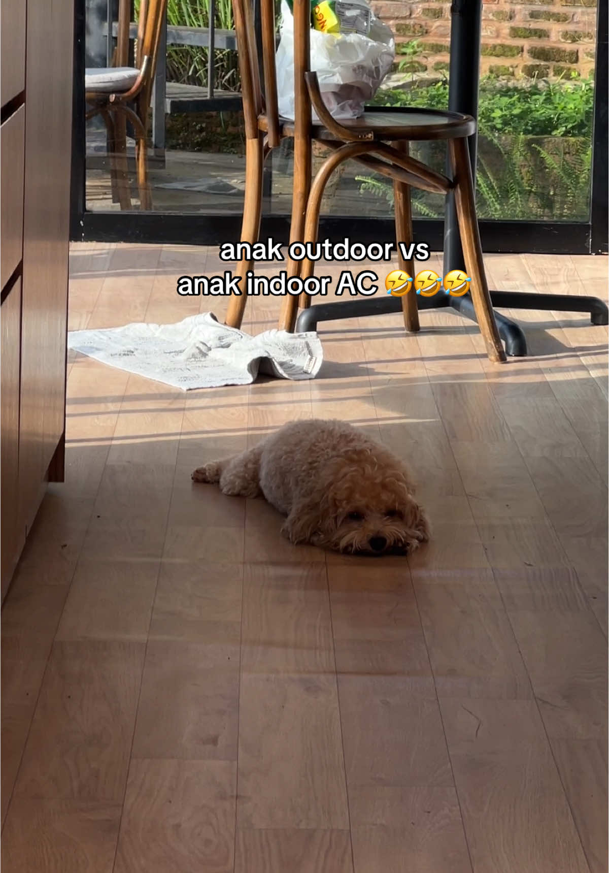 keliatan ya langsung siapa yang gasukaa langsung berlindung🤣🤣 pantes warna bulunya lebih putih weenn hahahah  . . . . . . #anabulkesayangan #maltipoo #petlovers #doglover #videolucu #videongakak #pecintaanjing 