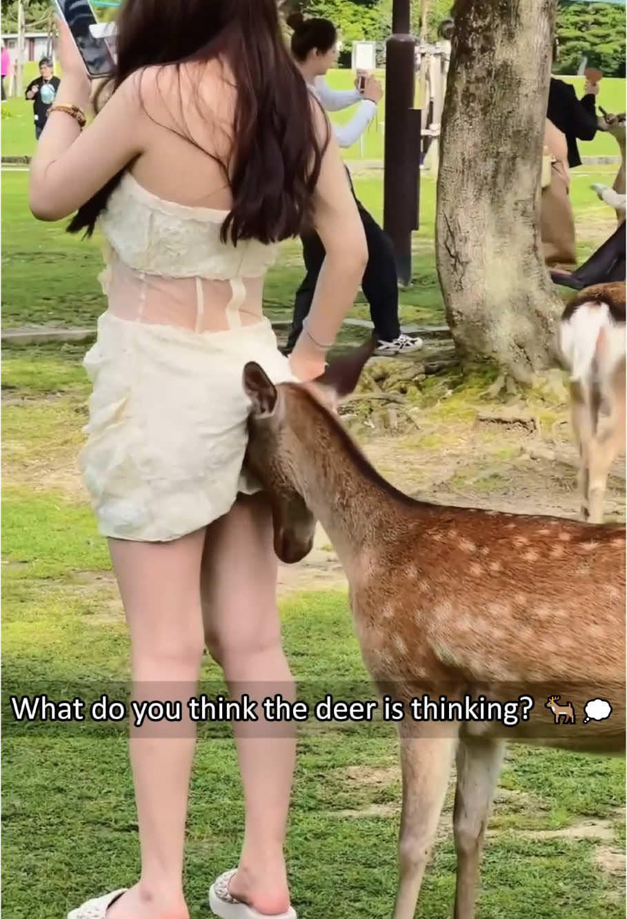 Funny deer 🦌 #deer #funny #usa🇺🇸 #peace 