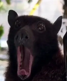 Yess. #fypシ゚viral #fypage #fyppp #bats #fruitbats