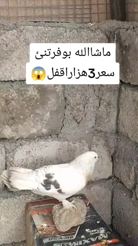 ماشاالله صابيني نئر بوفرتنئ سعر3هزاراقفل😱🦅#كوترباز #كوتربازكان_هولير_سليماني_ميداني #كوتره_كاني_خوم #كوتربازةكان #كوتر #كوترباز #كوتر_بامو 