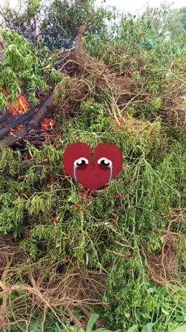 Lado merah alias cabe merah keriting #lado #sahabattani #fyp 