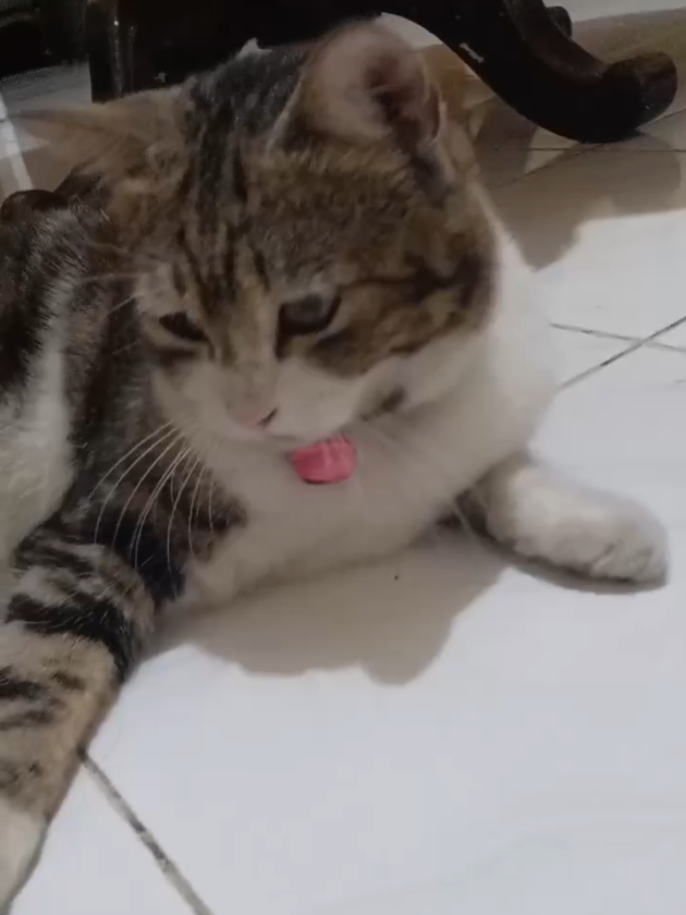 the nonchalant cat with the calico lady 💅 (kucing cool ini berkelahi dengan cwek telon cantik) . Hey we are back with our ✨penglaris✨ named *still mysterious😼 . #kucing #cat #kucingkampung #kucingtelon #catsoftiktok #nonchalant #fyp #4u 