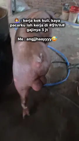 Apala dayaaa ku Kedan 🐷 #pengusahamuda #peternakmuda #fy 