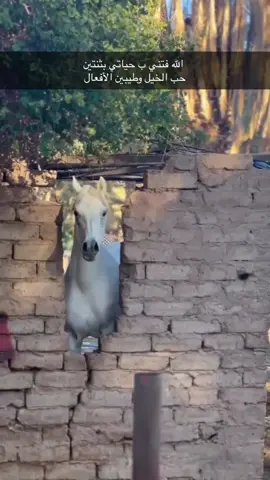 #خيل_وخياله🐎 