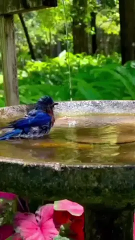 #bird #bath #foru 