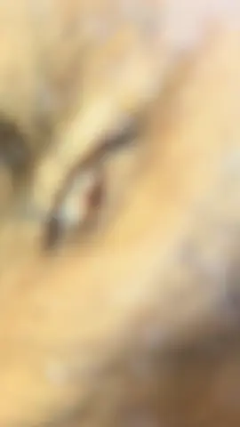 へそ