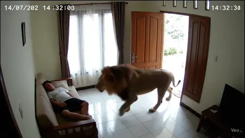 Singa masuk rumah #singa #cctv #fyp #viral #trending 