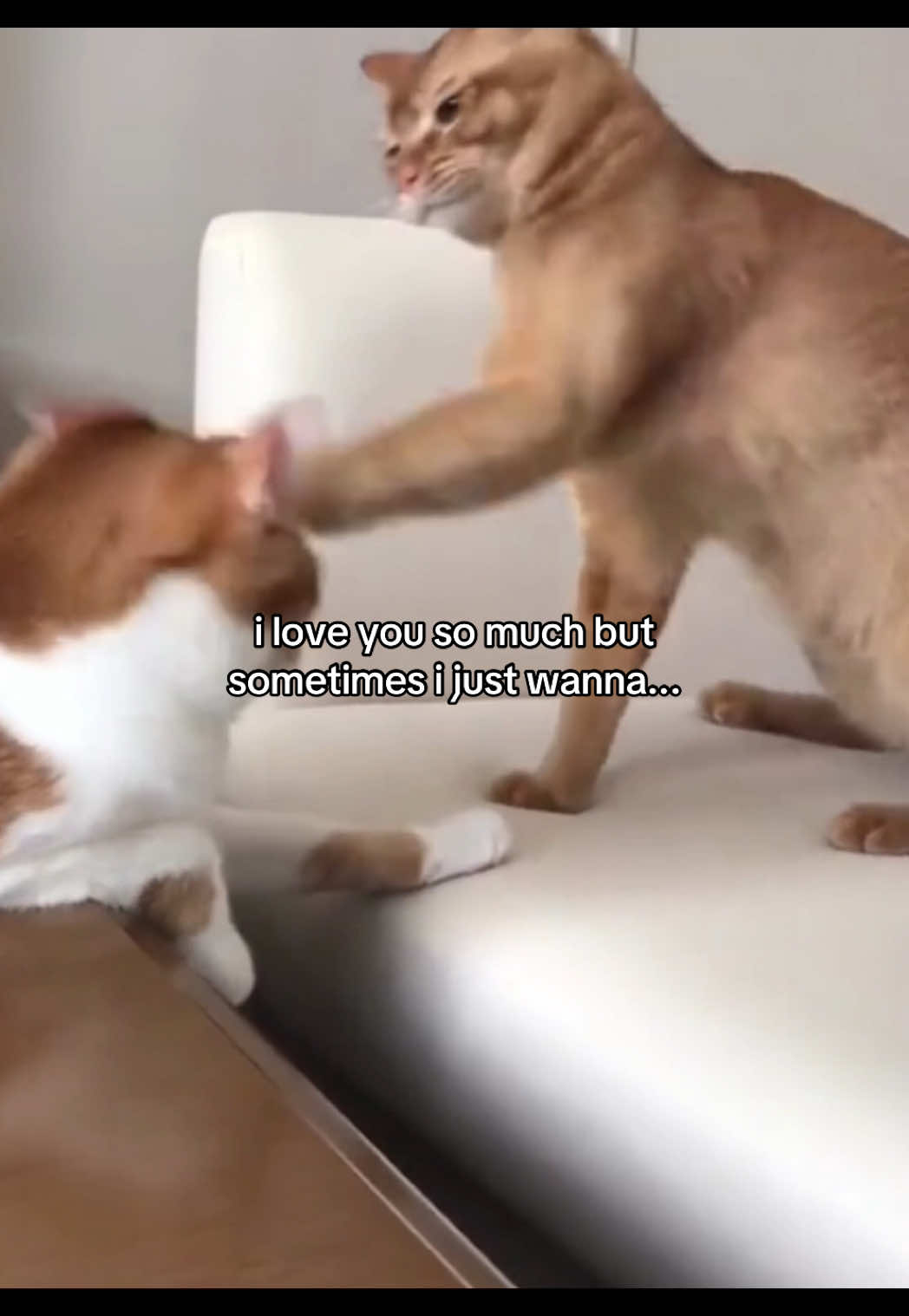 #catsoftiktok #catmeme #Relationship #sillycat #relationshipmemes #couplecomedy #relatable 