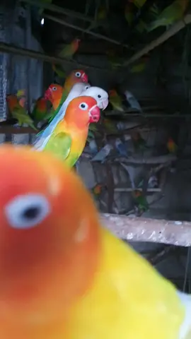 Beautiful Lutino Love Bird Naughty Sounds