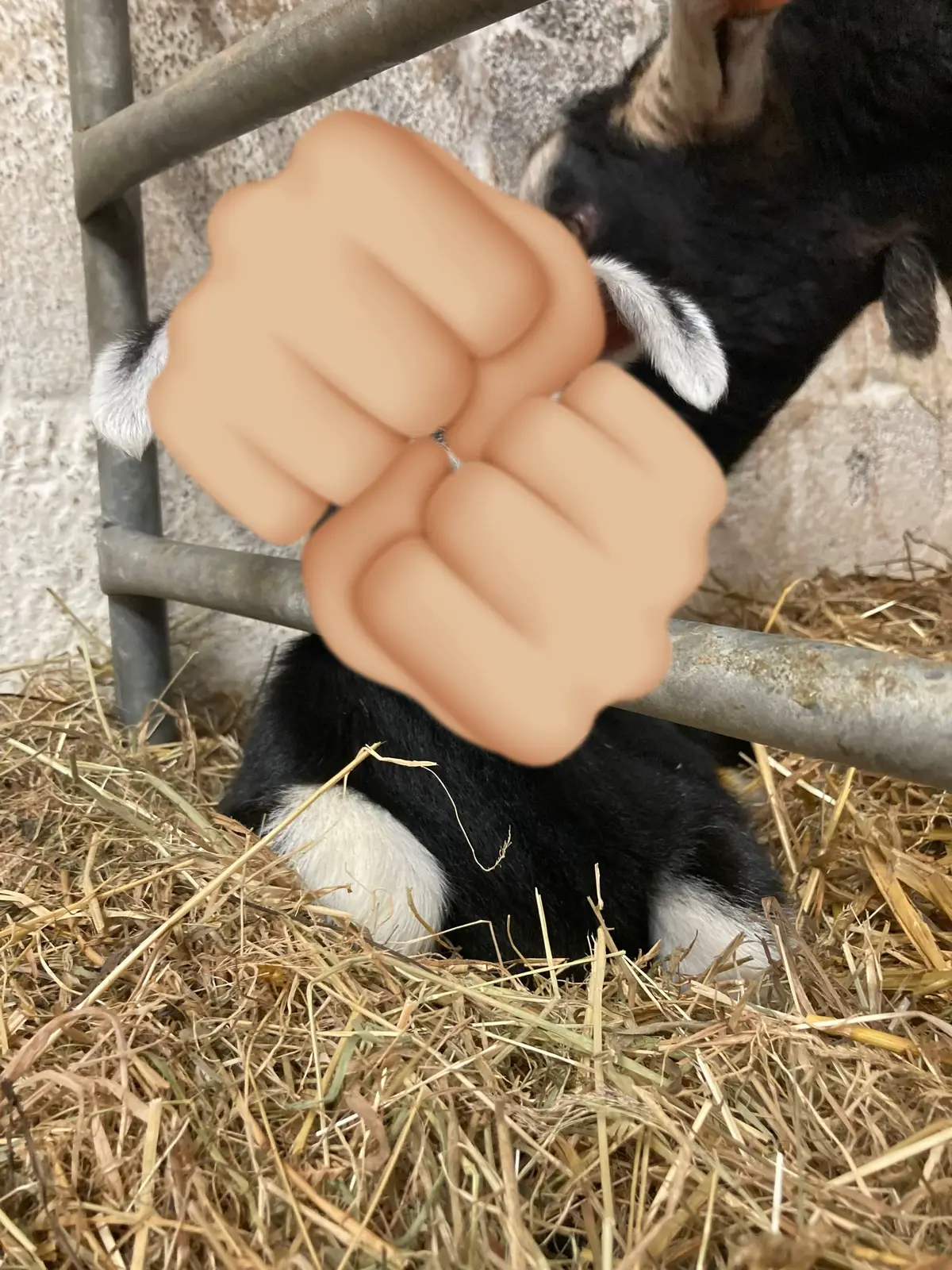 What a cutie pie! #goats #farmlife #agriculture #goatsoftiktok #animalsoftiktok #naturalhealing 