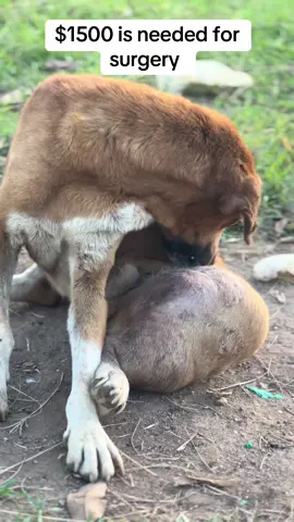 Hello fellow animal lovers! I'm Derrick Busuulwa, a 20-year-old passionate  about animal rights from Uganda, Africa. As the founder of Camp for Dog Rescue Kassanda, I'm dedicated to protecting the rights and welfare of innocent dogs and cats. However, as an individual with limited resources, I face numerous challenges in my mission. I'm reaching out for support and collaboration to make a difference in the lives of these voiceless animals. Let's work together to create a better world for them 🐾❤️