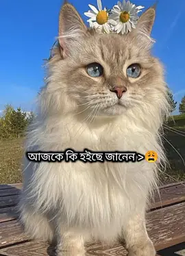 সত্যি কথা 🙃⛈️ #foryou #foryoupage #fannyvideo #trending #fyp @For You @TikTok Bangladesh 