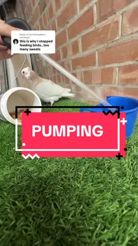 Replying to @EarthShad0w games gone #pigeon #babypigeon #handfeeding #howto #pigeons #pigeonpump #pigeontok #pigeonfeeding #birdtok🦜 