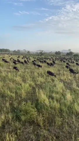 The Great Migration is one of the greatest show on earth. Over two million wildebeest, zebras and gazelles move in an endless circle of survival across the Serengeti and Maasai Mara. Hooves thunder. Dust rises, crocodiles wait, lions stalk and life pulses. It usually peaks between July and October in the Mara, then shifts back south into the Serengeti from November. Ever witnessed it? 🎥: @kantabileafrika 📧: info@twsafaris.com #familytime #familytrip #Safari #fyp #luxurytravel #africansafari #wildlifephotography #travel #nature #instatravel #explore #Migration #WildebeestMigration #fyp