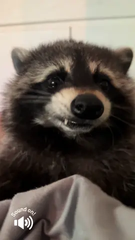 Erst mal ein paar Cashew Kerne schmatzen und dann starten wir in die Woche 🦝🚀🙋‍♂️#asmr #cutebaby #sweet #monday #fyp #videoviral 