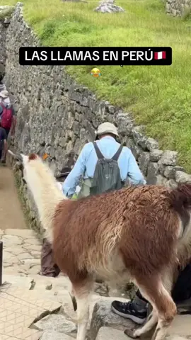 Las llamas en Perú🤣 #fiestaspatrias #peru🇵🇪 #28dejulio #felizdiaperu #llamas #fyp 
