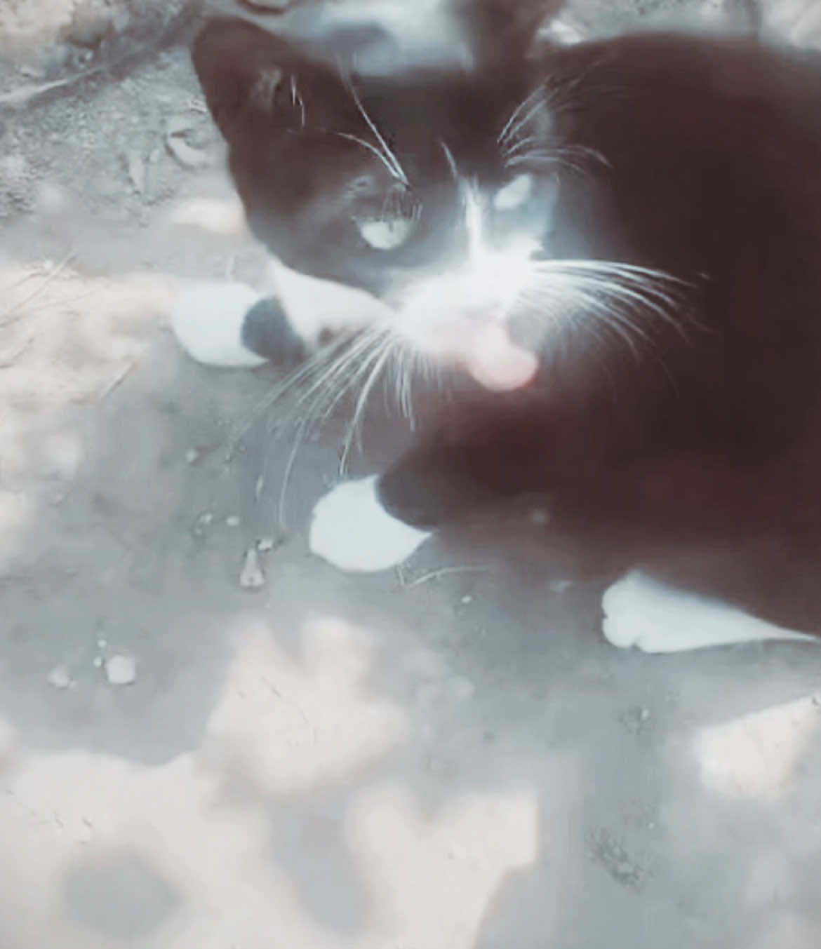 - omg this duo?? black and white pusi and grey and white pusi 💜 // tags: #memeedit #global #igwaffle #capcut #trendingvideo #tiktokviral #diva #icon #iconic #fypp #foruyou #edit #svenskacpct #xybca #capcuteditor #capcutpro #queen #blowup? #blowthisupforme #viraltok #fypdong #fypsounds #fypシ゚ #fypツ #mayadimples #maya #dimples #mayadimple #foru #forupage #forupageシ #trendy #trendyyy #trendingsong #trendingtiktok #lucy #catedits #cat #CatsOfTikTok #cattok #ate #ccpro #purpleheartmeme #core #divatok | @Mayaa dimple 💜 💜💜 
