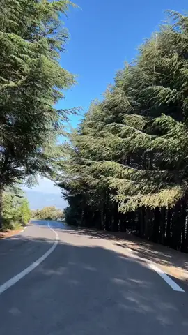 🇩🇿🌹🇩🇿🌹🇩🇿